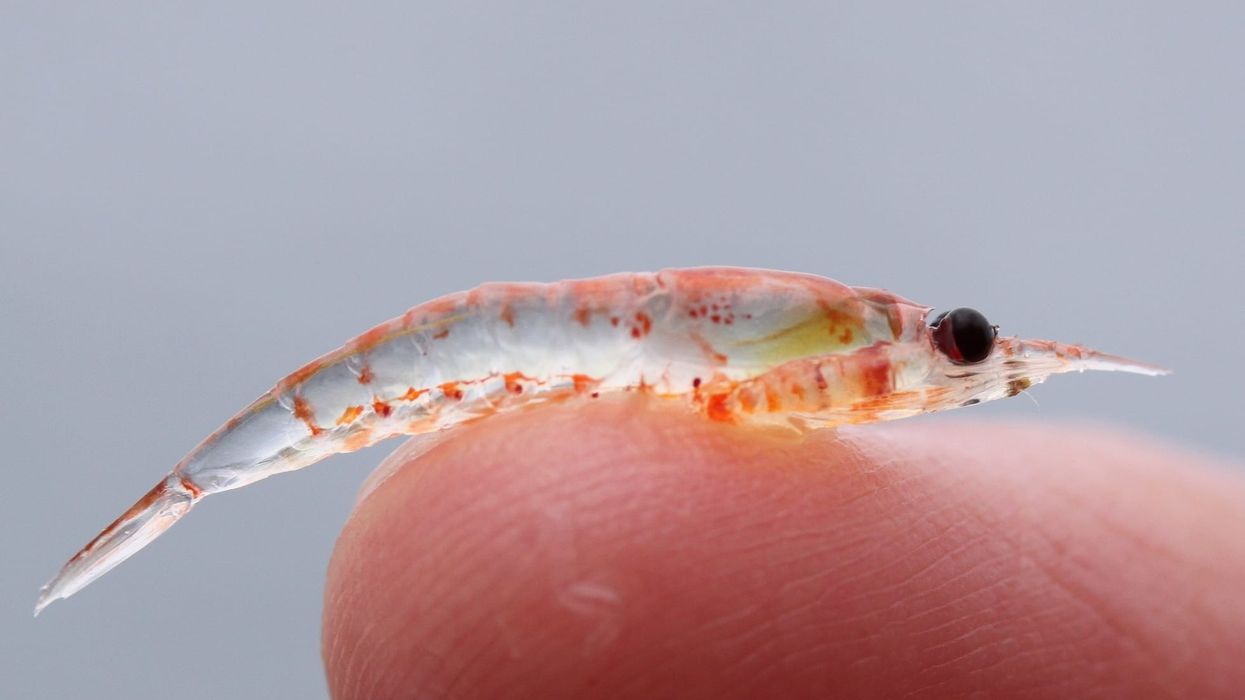 Krill facts are informative and fun to read about.