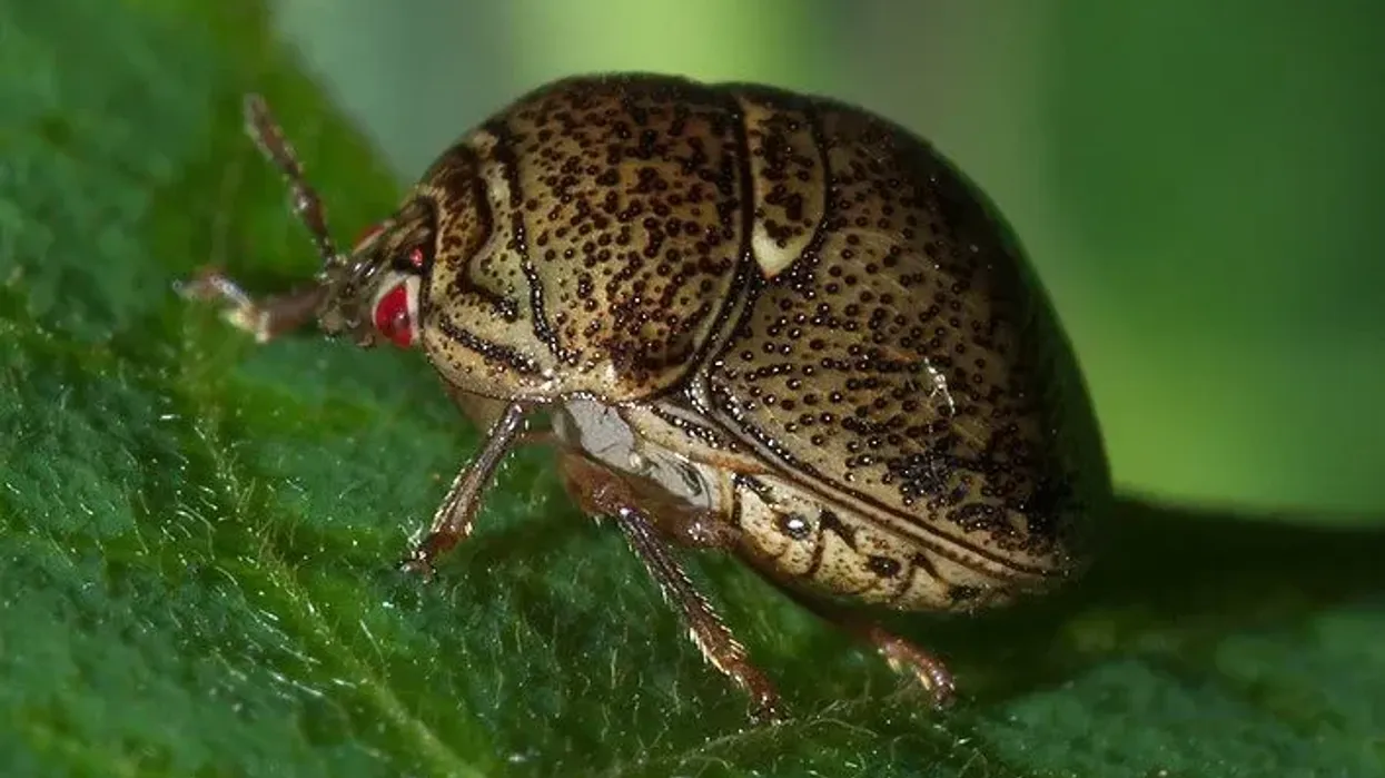 Kudzu bug facts about a strange type of bug.