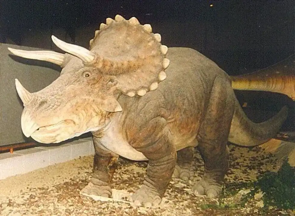 Kulceratops belong to the ceratopsians suborder.