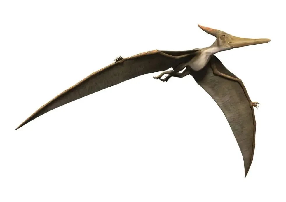 Kunpengopterus facts talk about the pterosaur specimen and its locality.