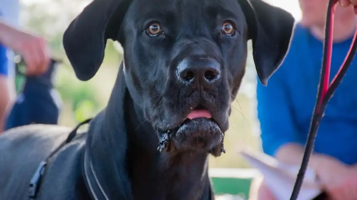 Labradanes are extremely gentle and mild-mannered compared to their gigantic size