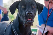 Labradanes are extremely gentle and mild-mannered compared to their gigantic size