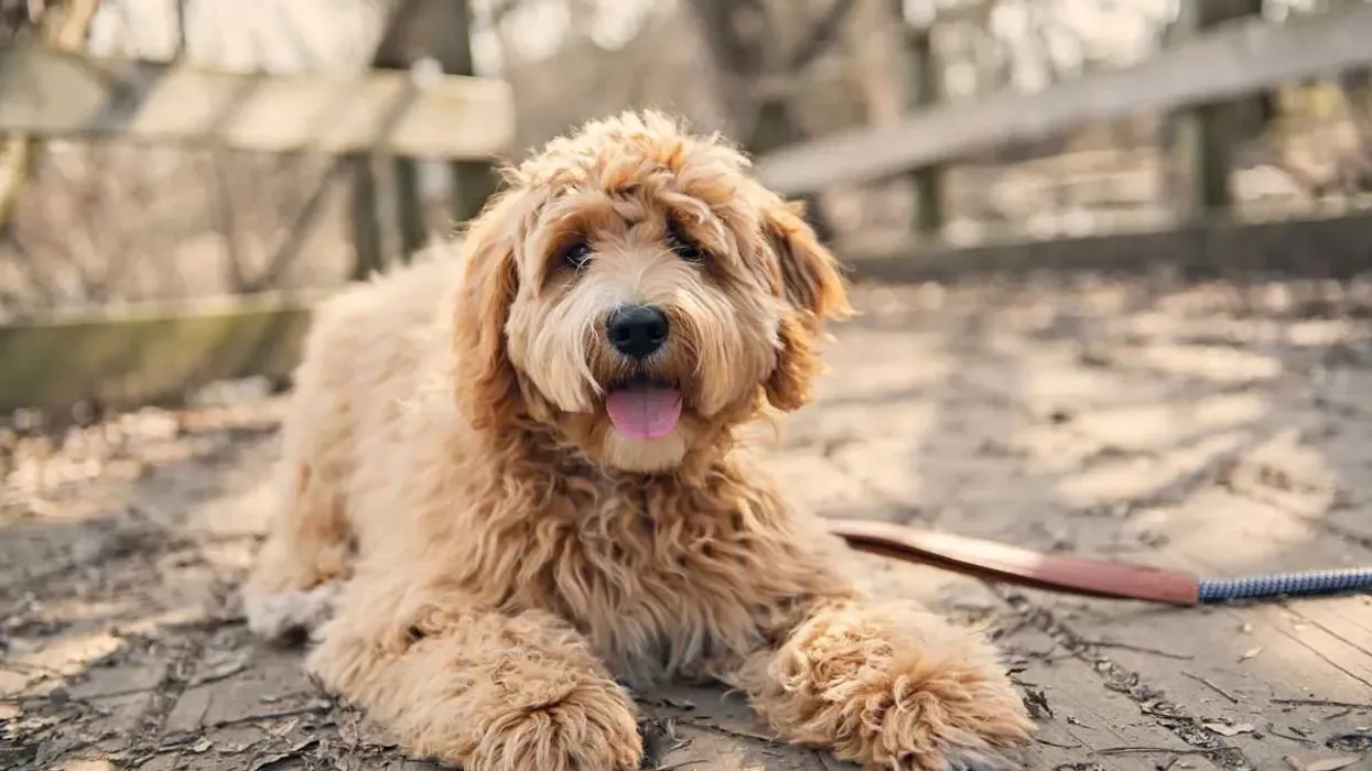 Labradoodle facts about a cute and furry dog species.