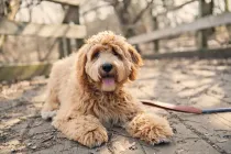 Labradoodle facts about a cute and furry dog species.