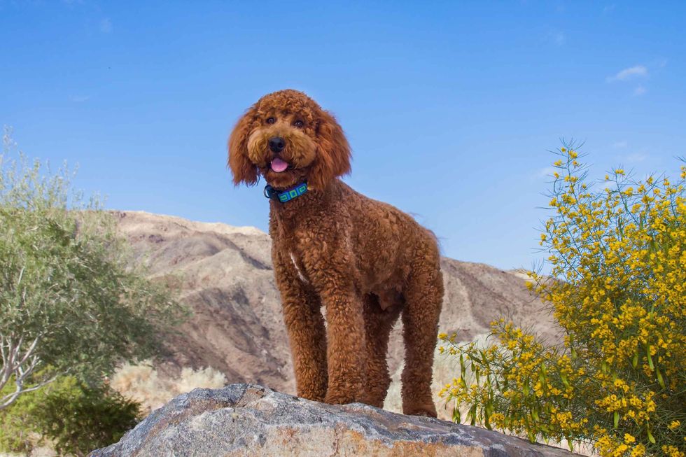 Labradoodle standing on a rock in a garden.