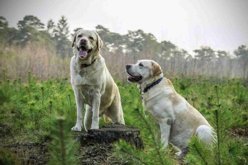 Labrador mix-breeds are gaining popularity