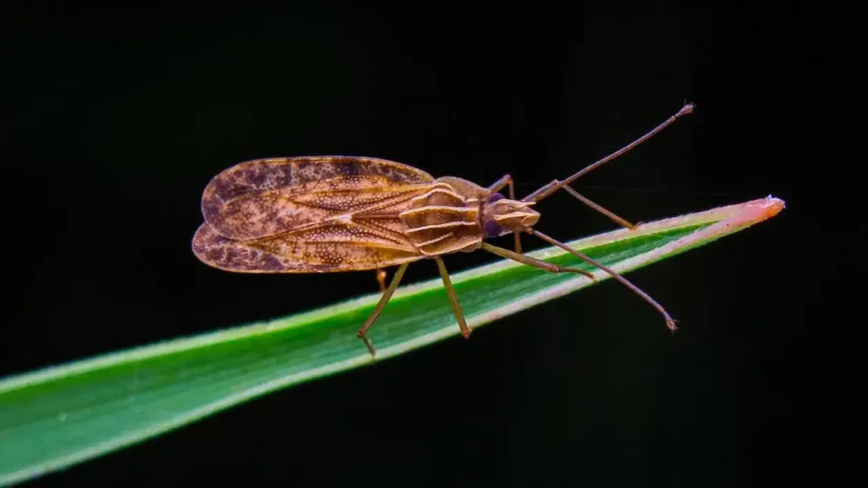 Lace bugs are tiny insects with lacelike wings and brown-green body