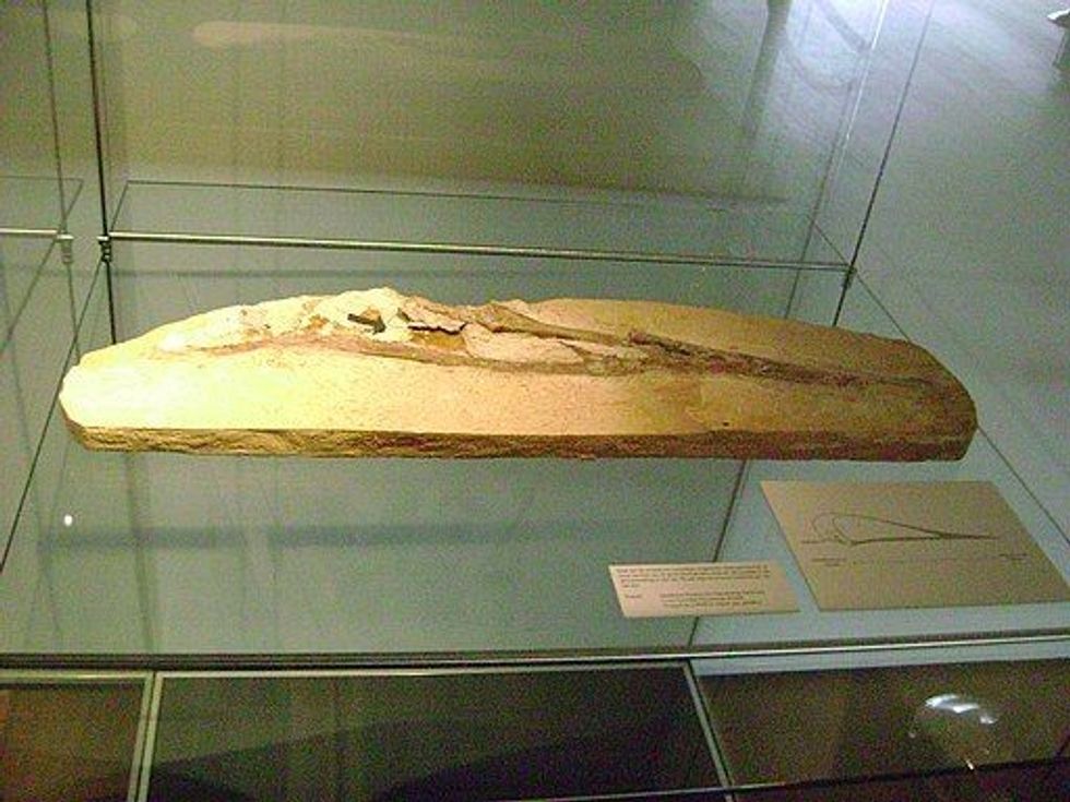 Lacusovagus facts are interesting.