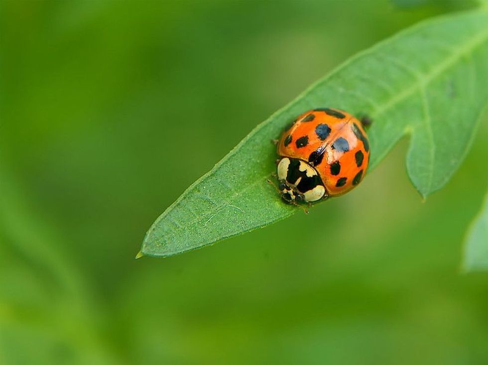Lady bug on leaf.