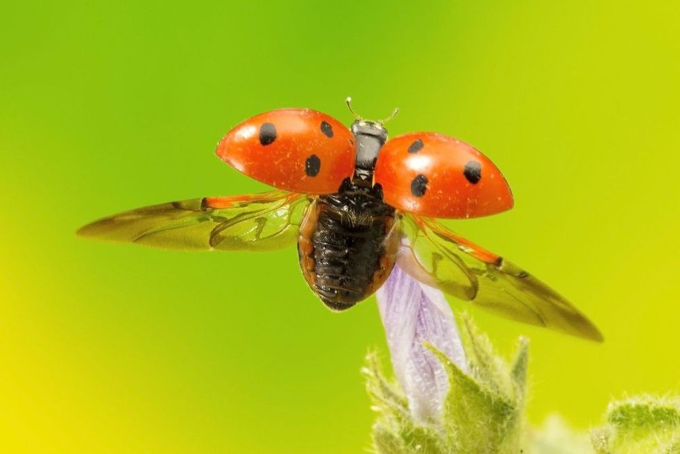 Ladybird flying away
