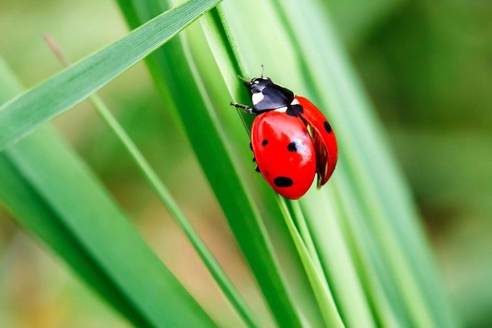 Ladybug in the green grass
