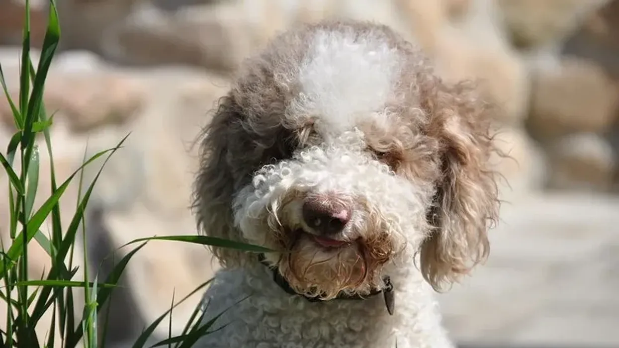 Lagotto Romagnolo facts give us interesting information about this cute water dog.
