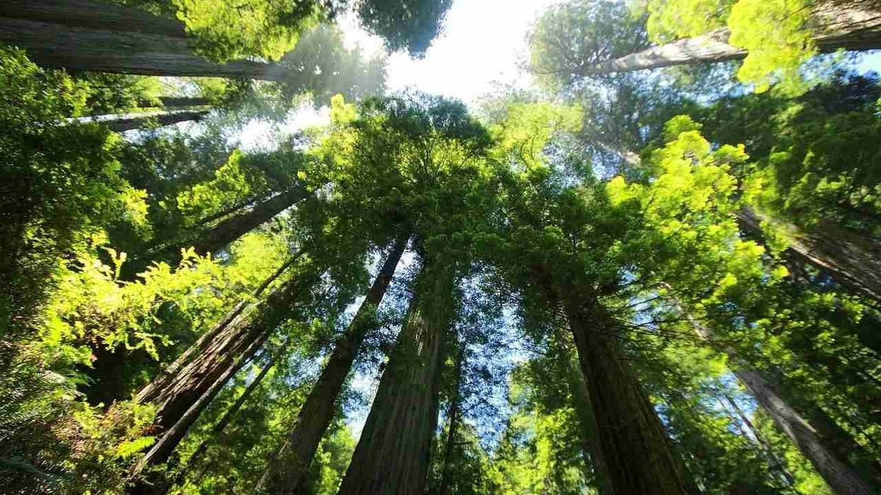 Lake Fulmor Grove is home to seven gigantic sequoias