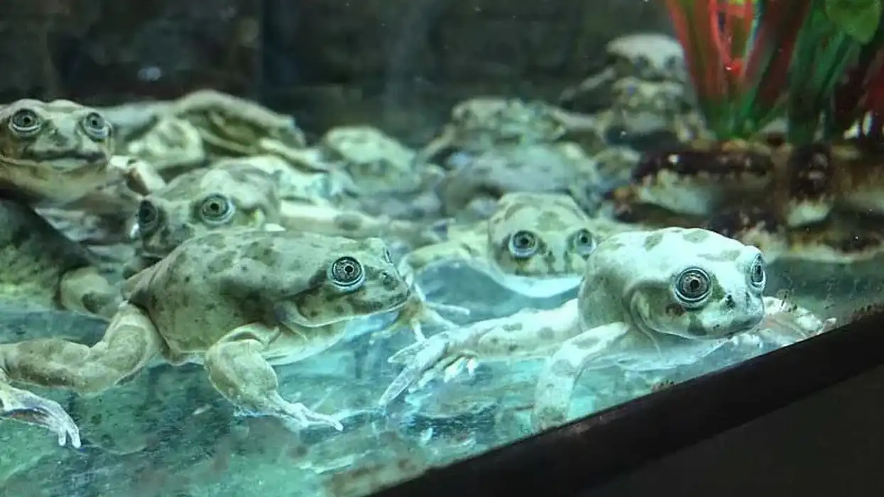 Lake Titicaca frog facts reveal the most google-eyed features about these frogs