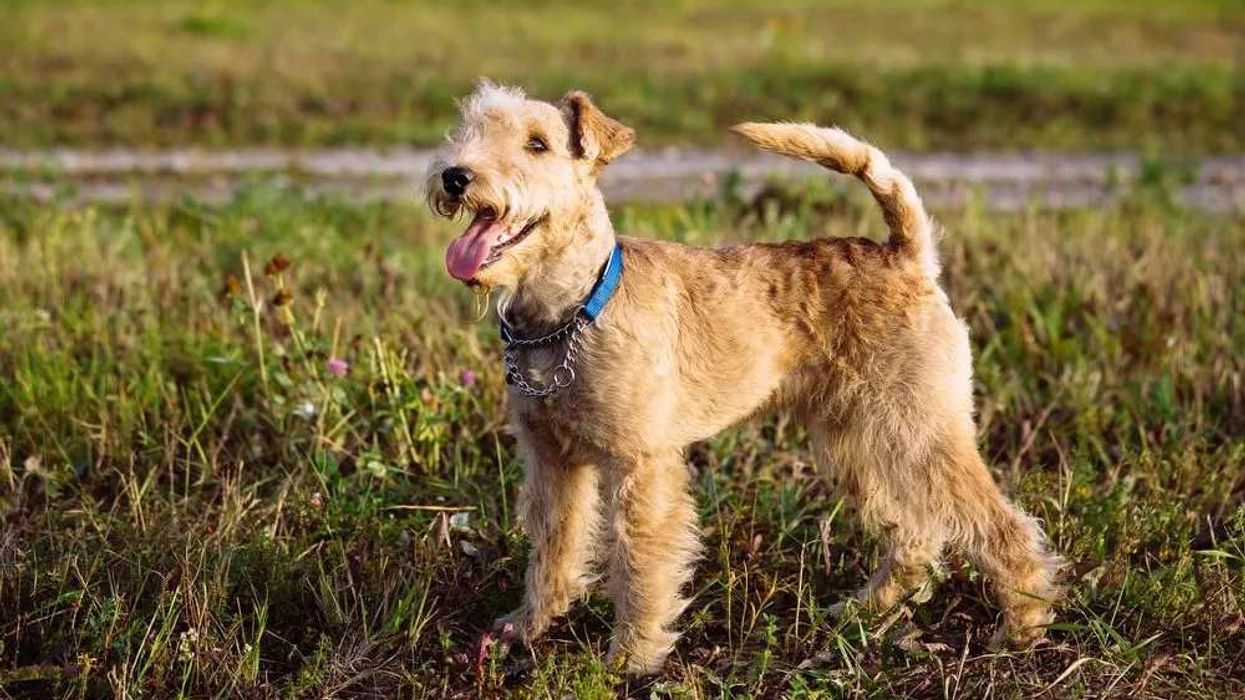 Lakeland terrier facts about the dog breed that is from the Lakeland district.