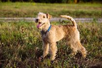Lakeland terrier facts about the dog breed that is from the Lakeland district.