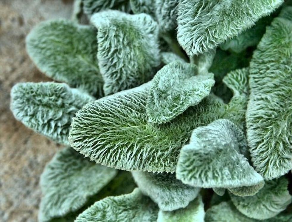 Lamb's ear plant facts are interesting to read.