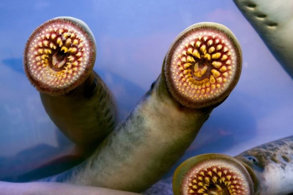 Lamprey fish parasite alive in the aquarium