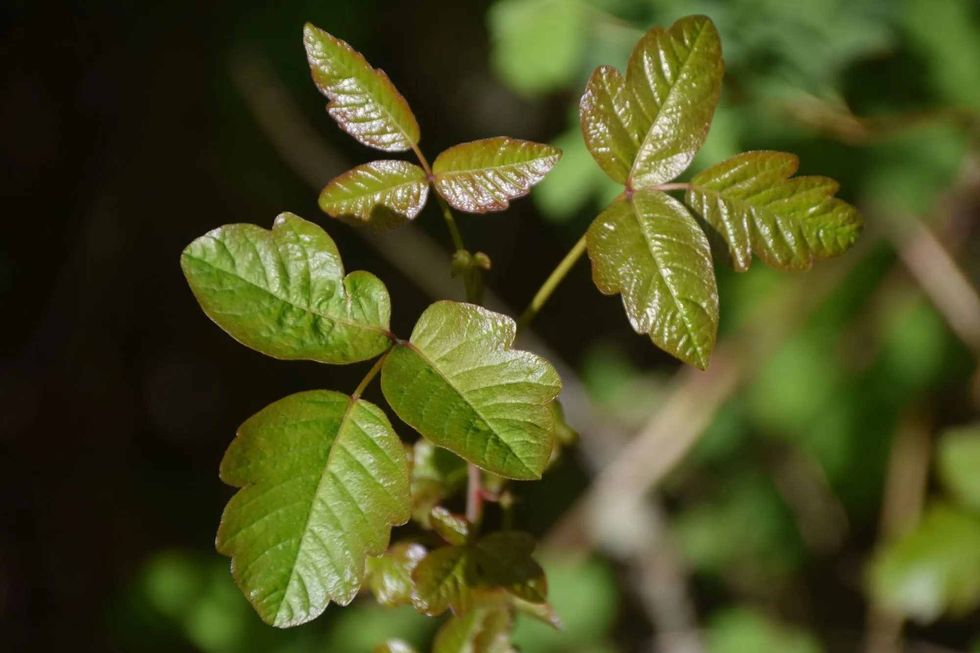 Landscape plants are used to beautify surroundings