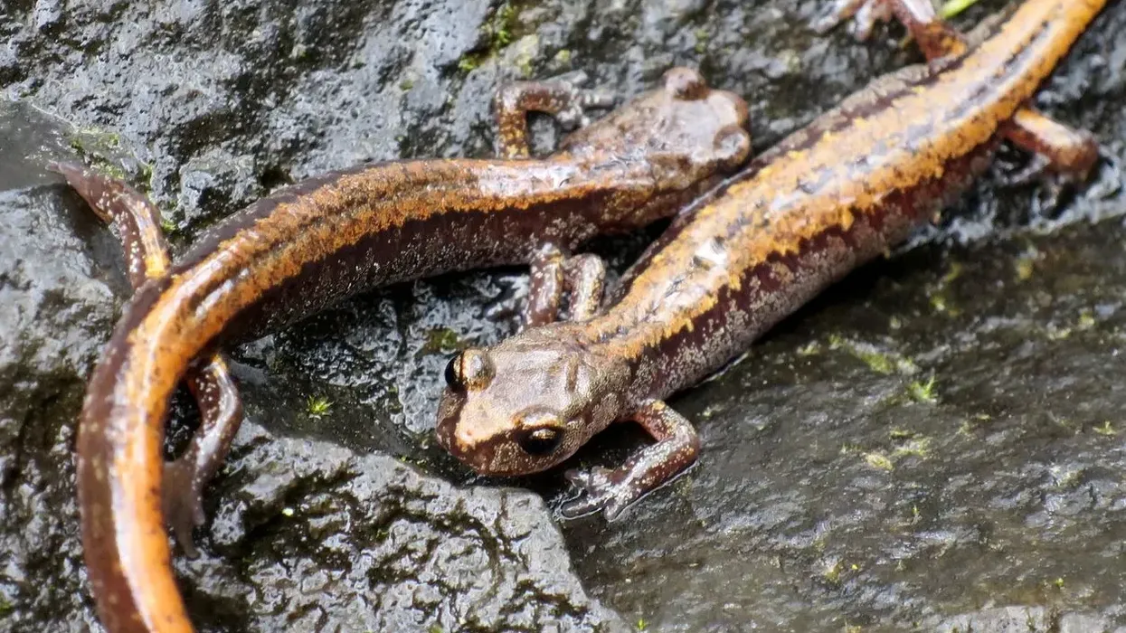 Larch Mountain Salamander facts that these species are very rare and only found in Oregon and Washington.