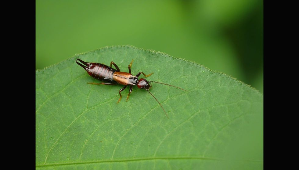 Large and Strong Earwig on Leaf.