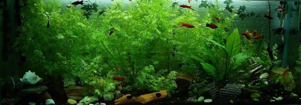 Large aquariums mimic the underwater environment and temperature that fish need. Click here to know more amazing aquarium facts.