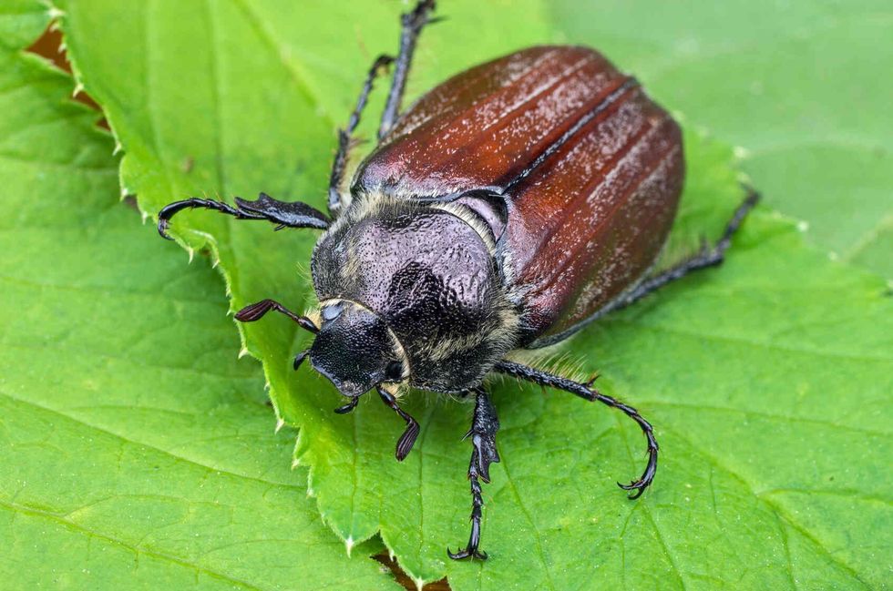Large june bug is sitting on a leaf.