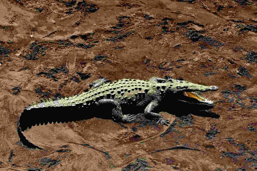 Large menacing American alligator Alligator.