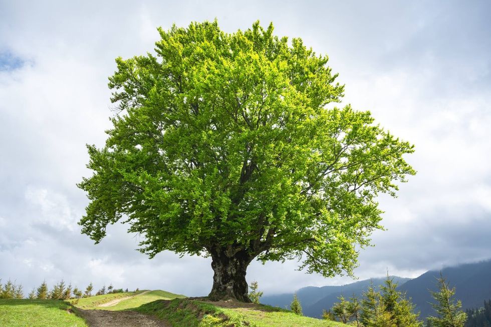 Large old beech tree with lush green leaves.