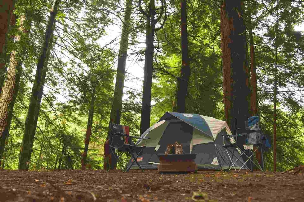 large redwood forests are now preserved and protected