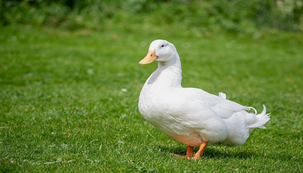 Large white heavy duck also known as America Pekin