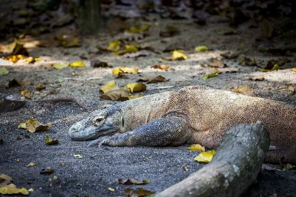 largest islands that form a part of the Komodo Island National Park