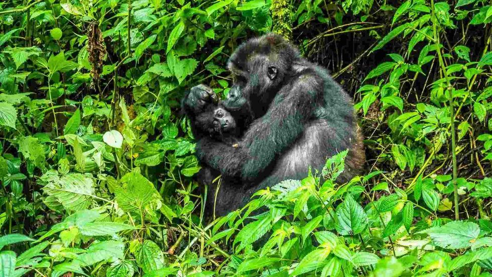 Largest rainforest covers the majority of the eastern Congo