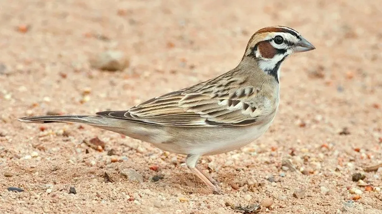 Lark Sparrow facts about a fascinating bird.