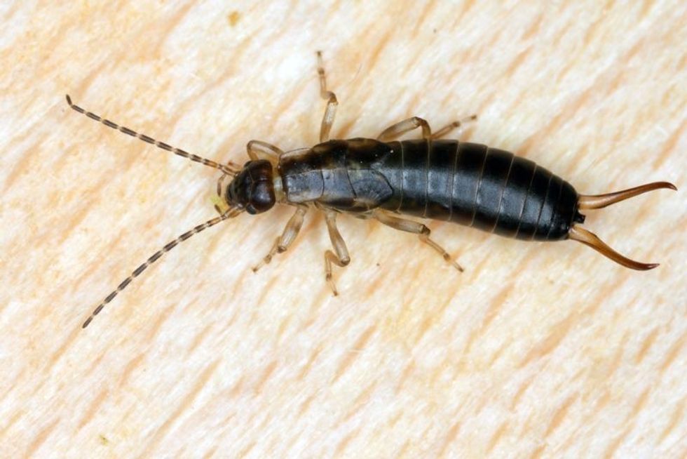 Larva of European earwig on wood