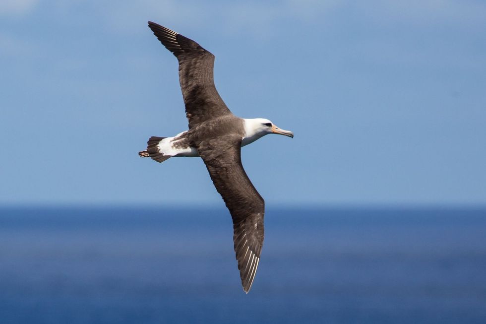 Laysan albatross flying high