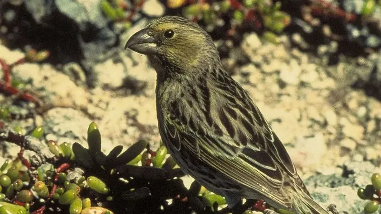 Laysan finch facts that are informative and fun.