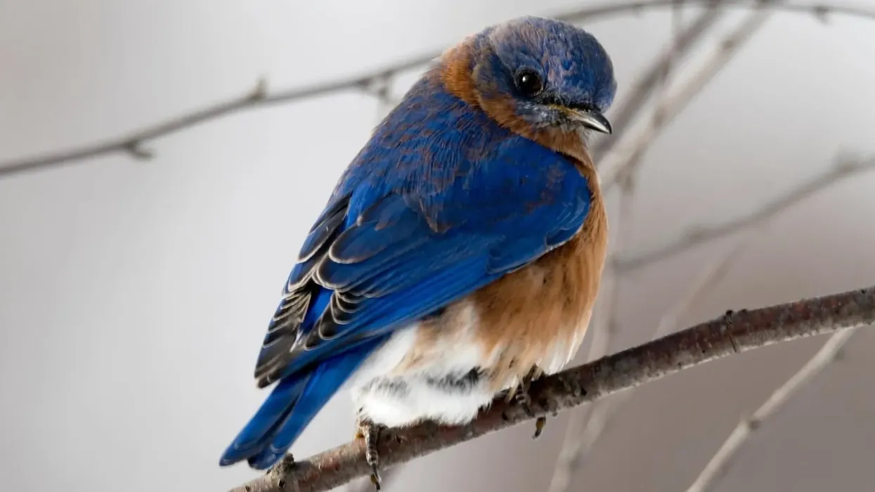 Lazuli bunting facts about the North American bird species.