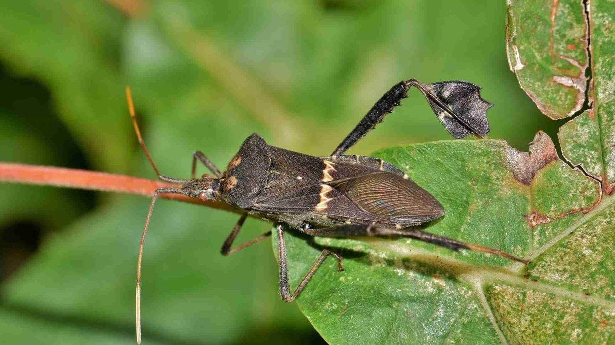 Leaf-footed bug facts on this notorious pest.