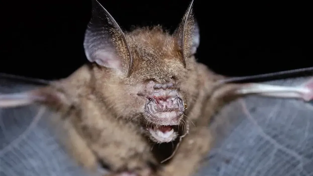 Leaf-Nosed Bat Fact File
