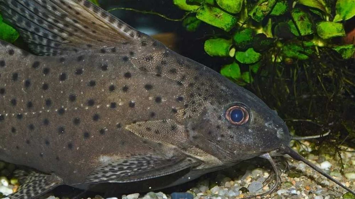 Learn about a popular catfish with these featherfin squeaker facts.