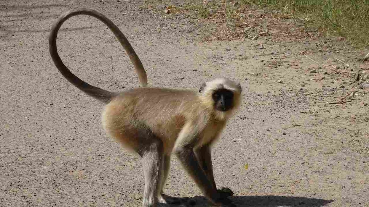 Learn about a popular primate with gray langur facts.