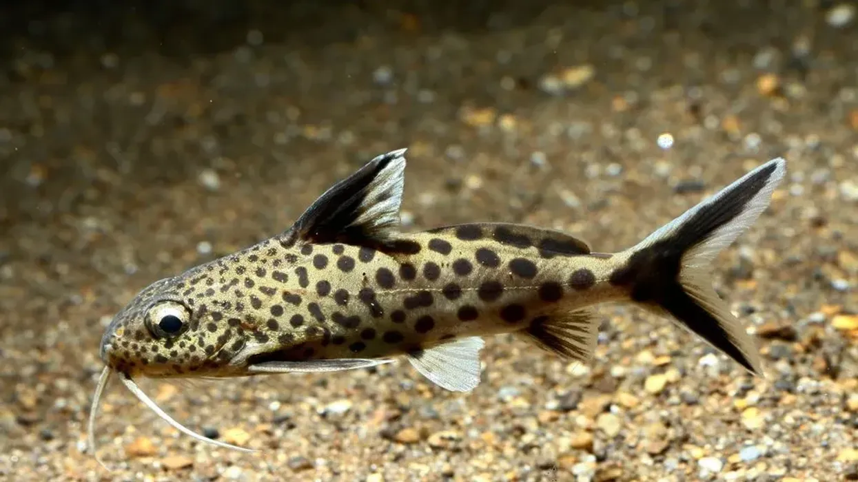 Learn about brood parasitism with these cuckoo catfish facts.