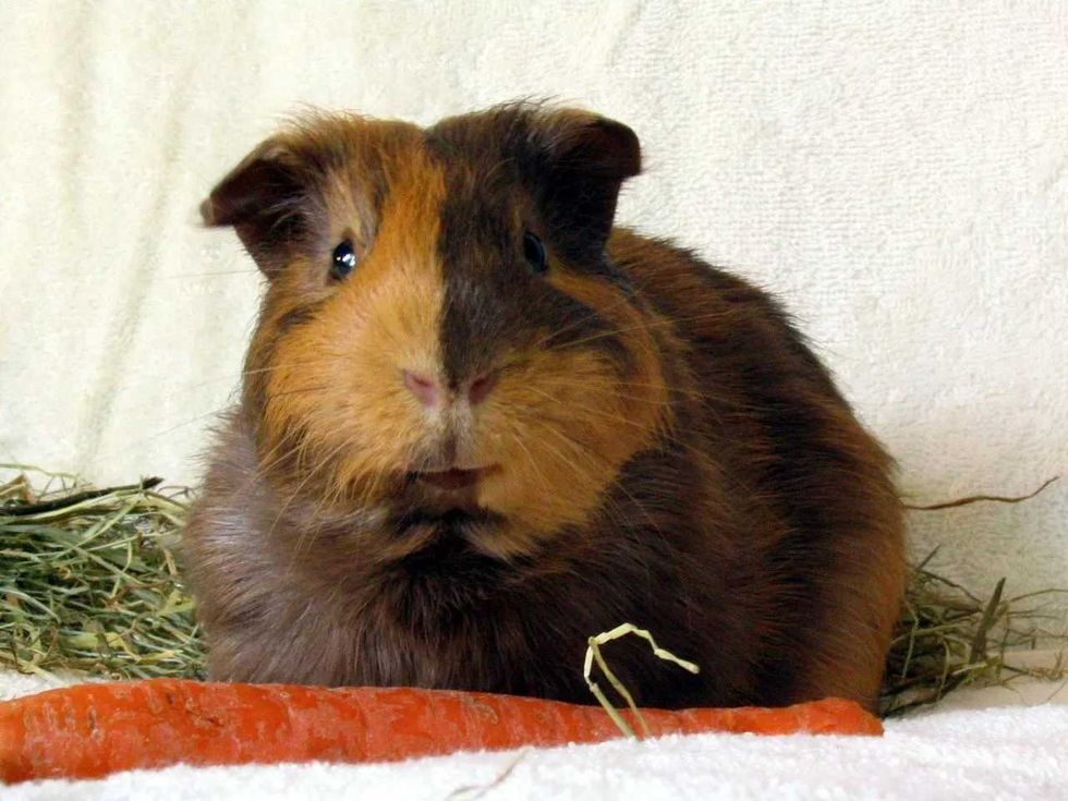 learn about eating habit of guinea pig