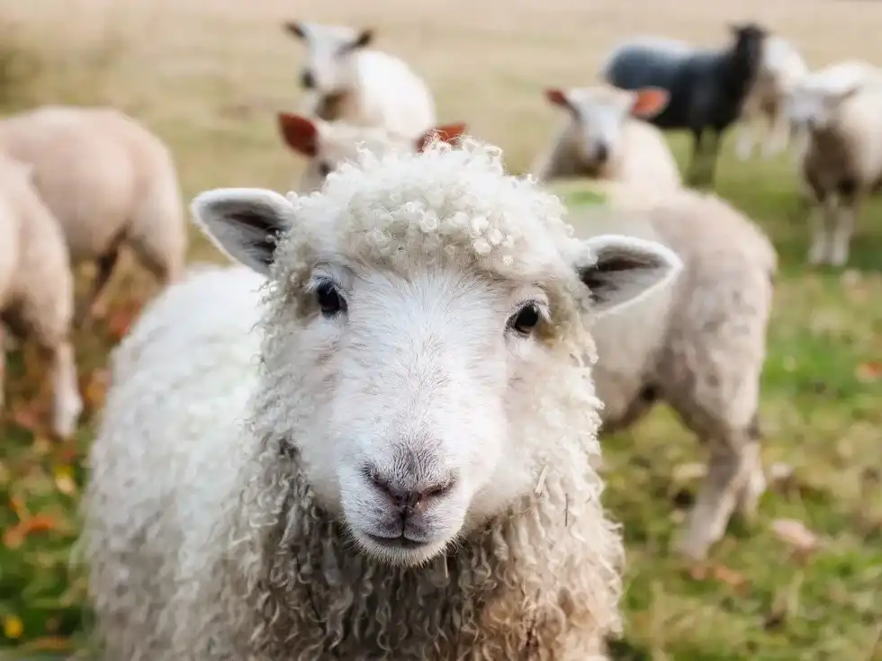 Learn about National Farm Joke Day in this article.