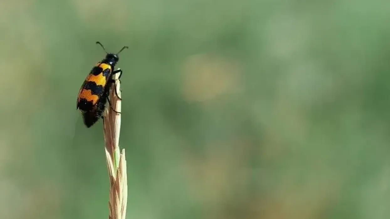 Learn about one of the rarest insects of America while reading American burying beetle facts.