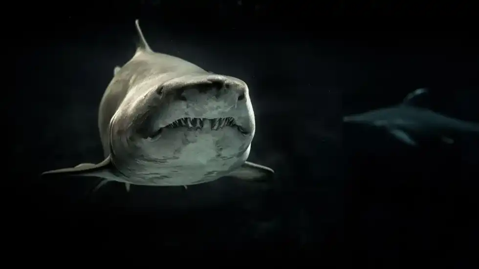 Learn about Shark Awareness Day with us.