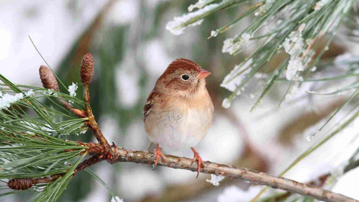 Learn about some amazing field sparrow facts that many people don't know.