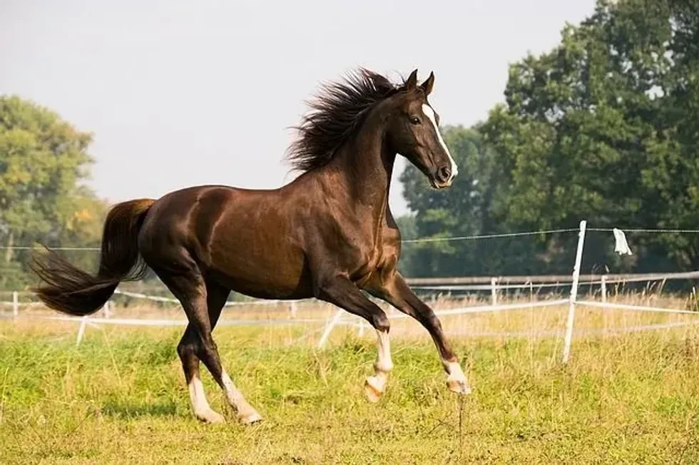 Learn about the American saddlebred facts!