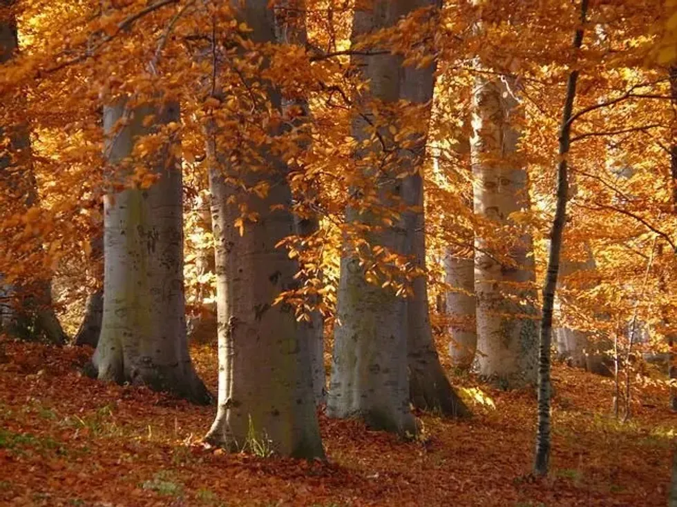 Learn about the Ancient And Primeval Beech Forests Of The Carpathians And Other Regions Of Europe.